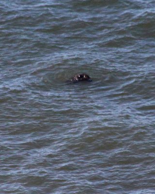 Otter in the Surf