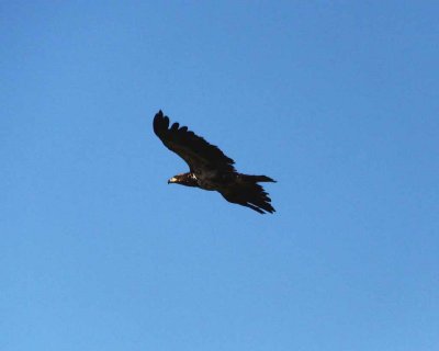 Juvenile Eagle