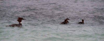Common Merganser