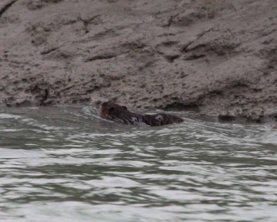 Beaver