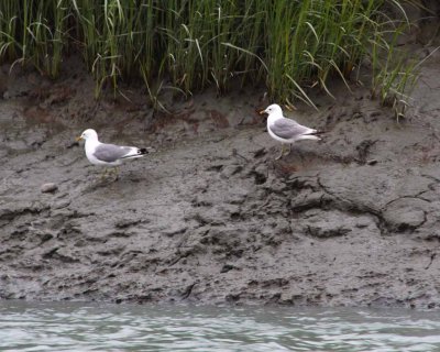 Glaucous-Winged Gulls