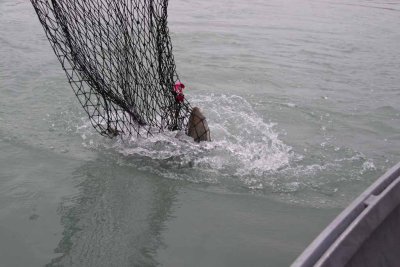 Marty Finally Scores And Our Boat Has Our Limit