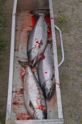 A Limit of Kings