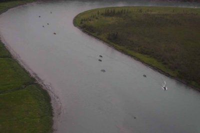 The Sockeye Are Running and The Fishermen Are Also