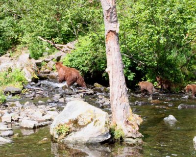 Mama Brown Bear and Three Cubs Come Looking For Sockeye