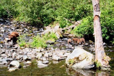 Mama Brown Bear and Three Cubs
