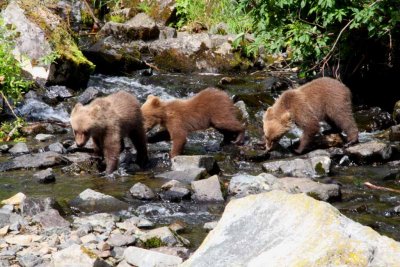 Mama Brown Bear and Three Cubs