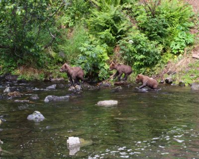 Mama Brown Bear and Three Cubs