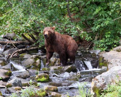 Mama Brown Bear and Three Cubs