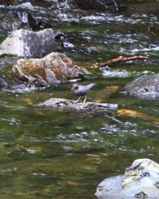 American Dipper