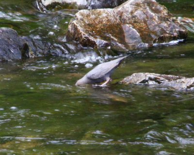 American Dipper