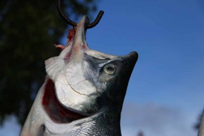 Fishing the Middle Kenai for Sockeye - On the Water at 5:00 - Back With a Limit By 7:45
