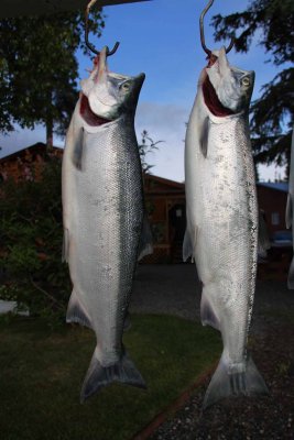 Fishing the Middle Kenai for Sockeye - On the Water at 5:00 - Back With a Limit By 7:45