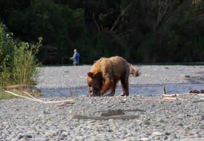 3-4 Year Old Brown Bear on a Sockeye Carcass