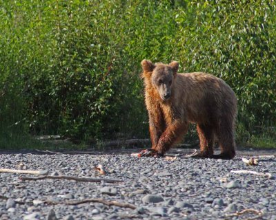 3-4 Year Old Brown Bear on a Sockeye Carcass