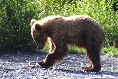 3-4 Year Old Brown Bear on a Sockeye Carcass