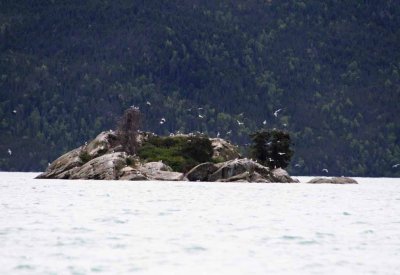 Numerous Islands Serving As Rookeries for Gulls and Terns