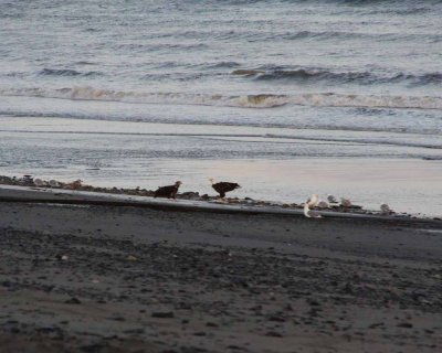 Eagles Feasting on The Beach