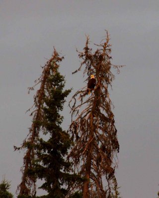 The Neighborhood Eagle at Marlow's