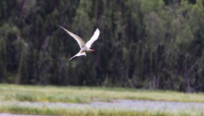 Arctic Tern