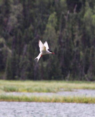 Arctic Tern
