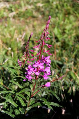 Fireweed - Alaska's Calendar - When the Blooms Reach The Top Winter is Near