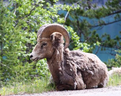 Bighorn Sheep
