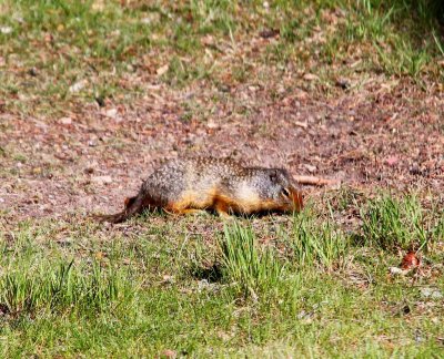 Columbia Ground Squirrel