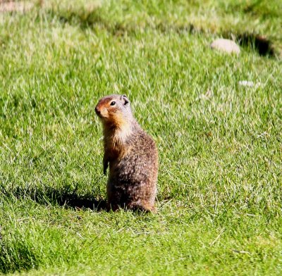 Columbia Ground Squirrel