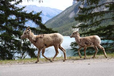 Bighorn Sheep