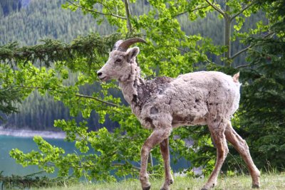 Bighorn Sheep