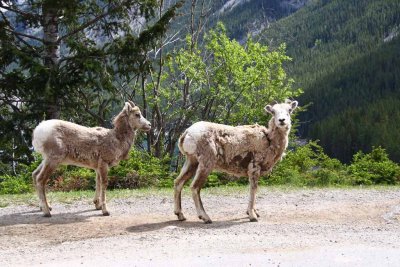 Bighorn Sheep