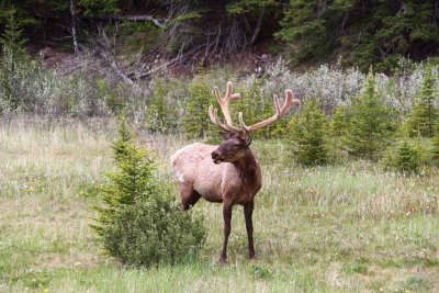Elk