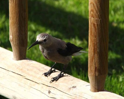 Clark's Nutcracker