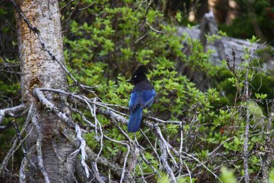 Stellar's Jay