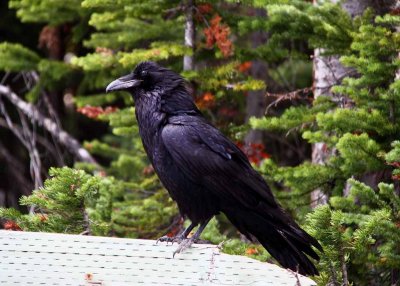 Common Raven