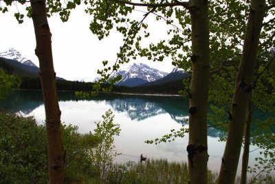 On the Road to Jasper