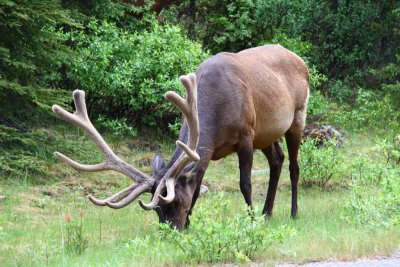 Elk