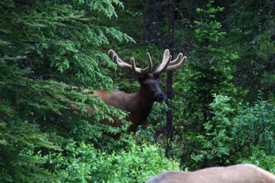 Elk
