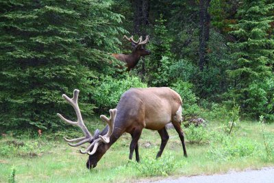 Elk