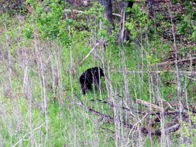 Black Bear