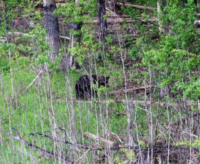 Black Bear