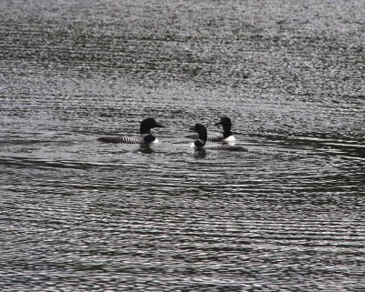 Common Loon