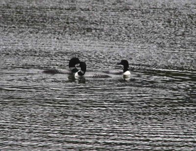 Common Loon