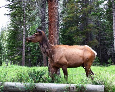 Elk - Springtime in The Rockies