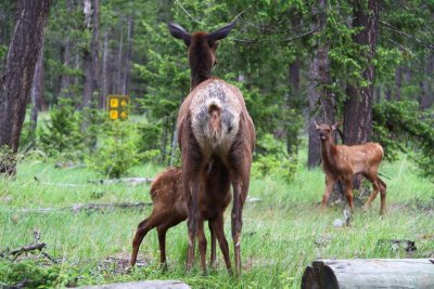 Elk - Springtime in The Rockies