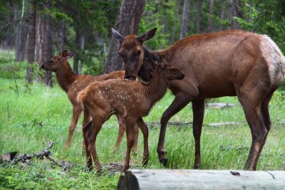 Elk - Springtime in The Rockies
