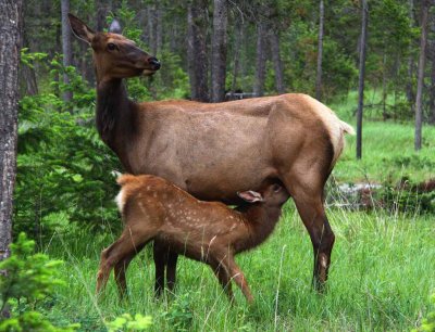 Elk - Springtime in The Rockies