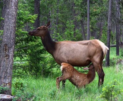 Elk - Springtime in The Rockies