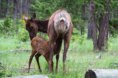Banff Jasper Seattle 2013090.jpg